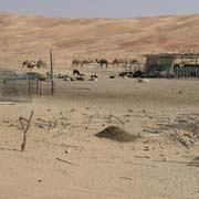 Camel farm, Liwa region